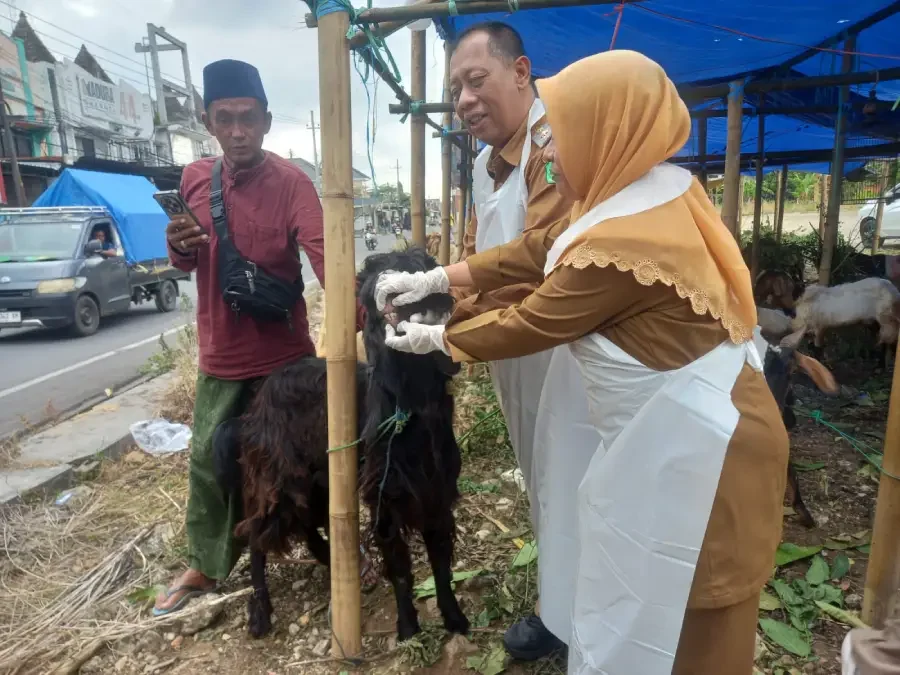 Pelayanan Ekspres! DKPP Sumenep Jamin Rekomendasi Hewan Kurban Terbit Hari Itu Juga