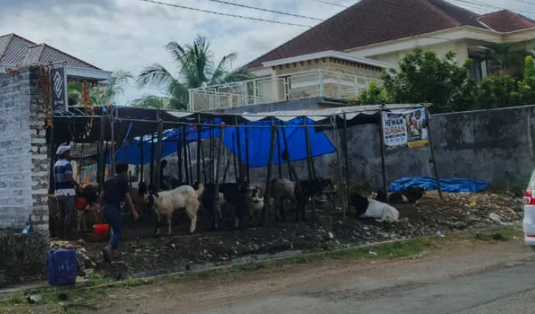 Bau dan Kotoran Disorot, DKPP Sumenep Minta Pedagang Kurban Lebih Tertib