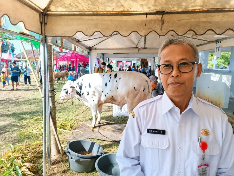 Kabulkan Keinginan Peternak, Pemkab Bondowoso Kembali Adakan Kontes Ternak