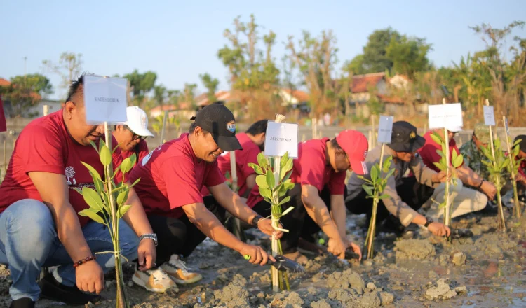 JMSI Tanam 1.500 Pohon Mangrove, Sekda Sumenep Minta Jadi Aksi Berkelanjutan